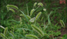 草草草视频在线观看,一窥网络短视频的魅力世界